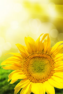 Abstract background with sunflowers over field and sunlight